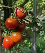 tomaat-klein